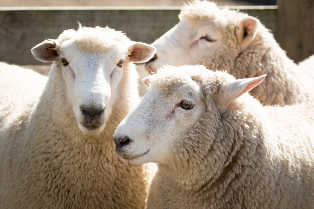 151217 SAVAGE ZOETIS 1 45